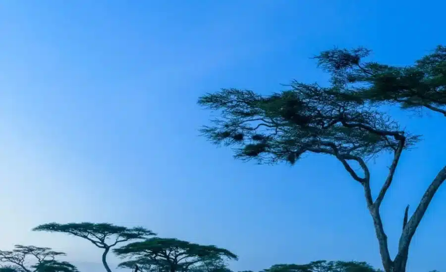 Ndutu Wilderness Camp