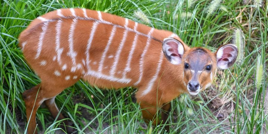 SAIWA SWAMP NATIONAL PARK SAIWA SWAMP NATIONAL PARK