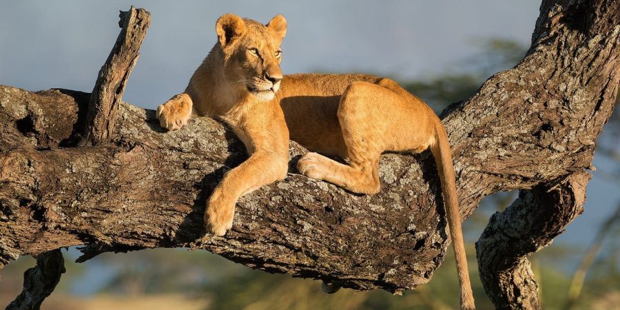 Queen Elizabeth National Park – Uganda Safaris – Gorilla Safaris in Uganda – Cheetah Safaris Queen Elizabeth National Park - Uganda Safaris - Gorilla Safaris in Uganda - Cheetah Safaris
