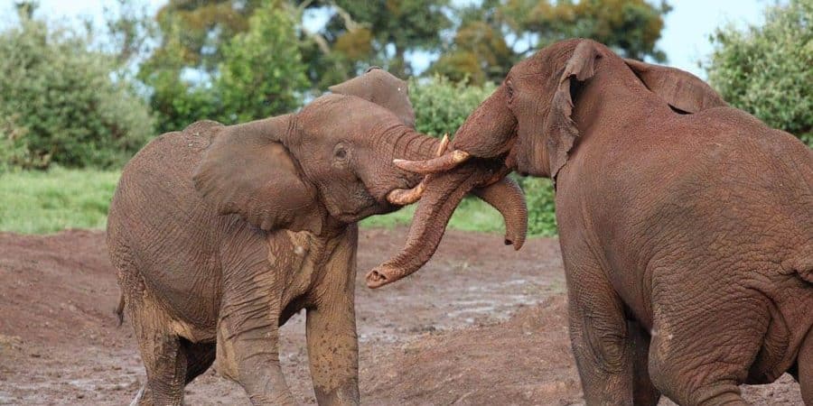 Aberdares National Park