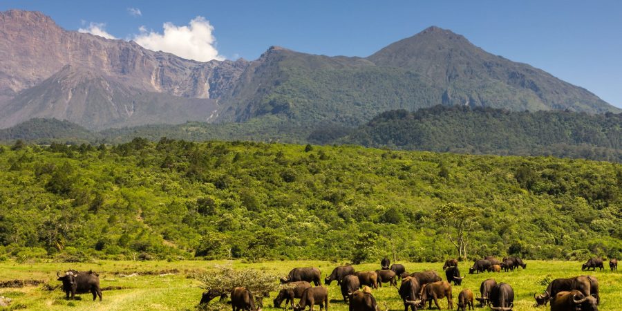 Mkomazi National Park Mkomazi National Park