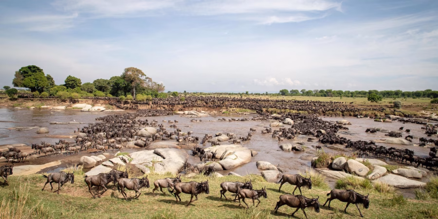 African Safaris in August - Where to Visit in August for Safaris - Cheetah Safaris