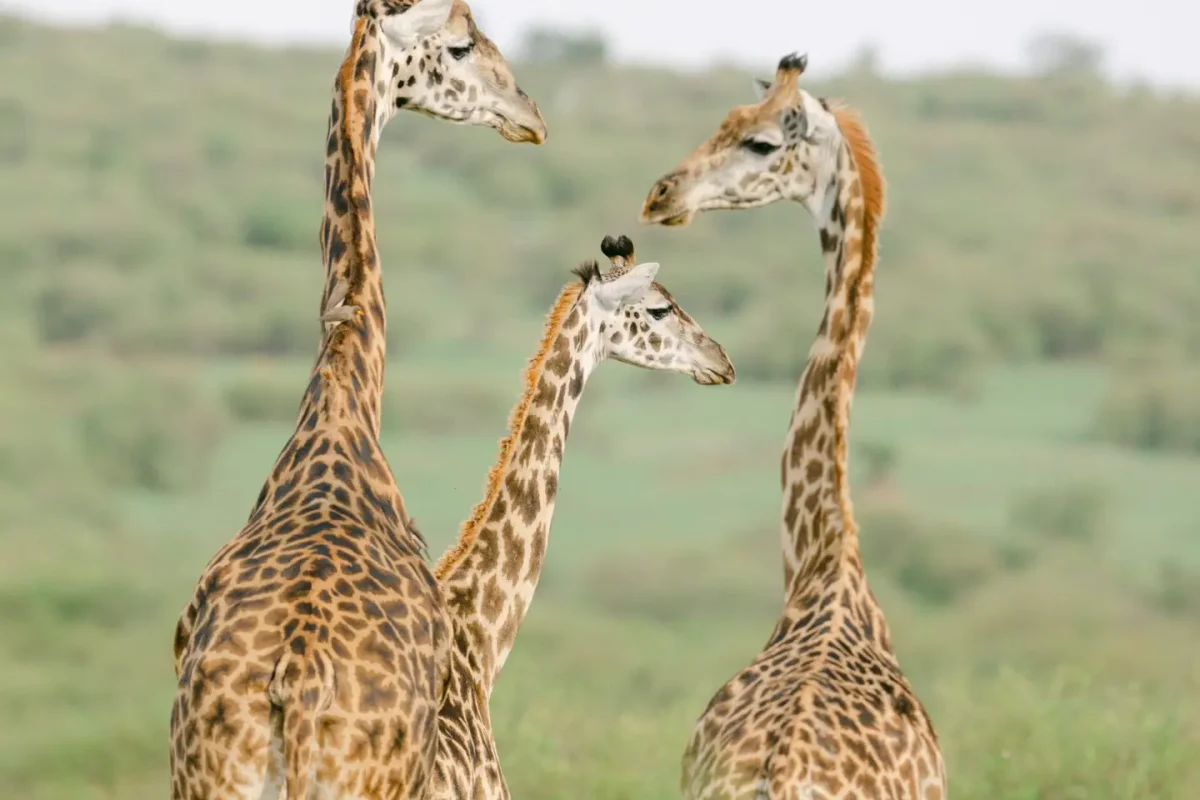 Honeymoon Safaris In Africa – African Safaris For Couples Honeymoon Safaris in Africa - African Safaris for Couples