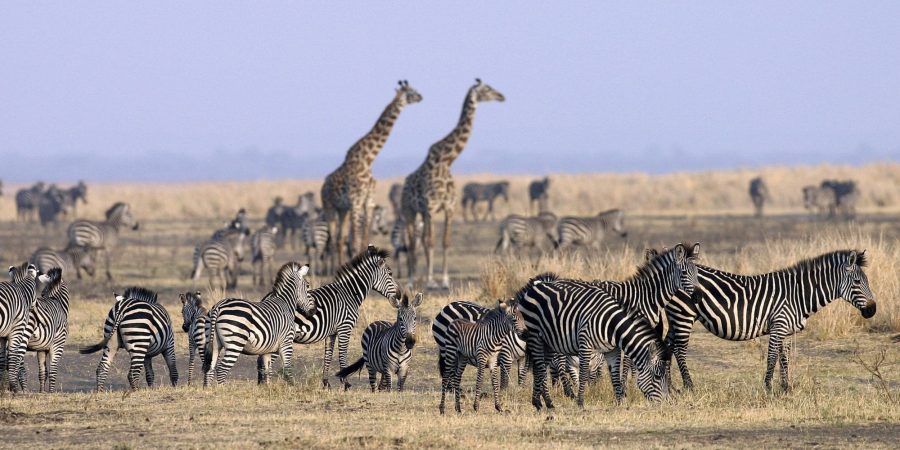 Katavi National Park Katavi National Park