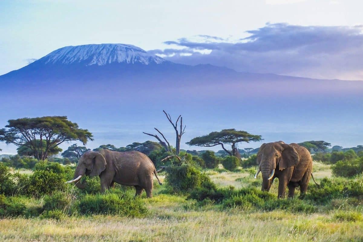East Africa National Parks - Amboseli - Cheetah Safaris