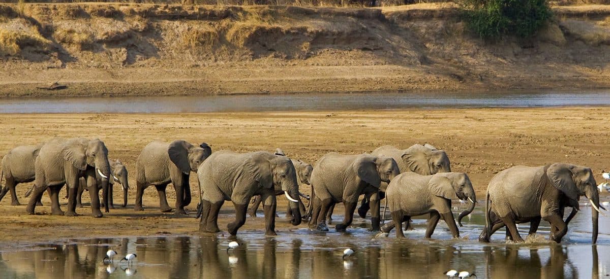 Luxury Zambia Safaris