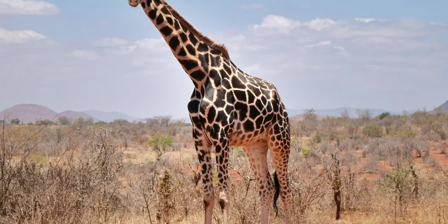 Mwea National Reserve Mwea National Reserve