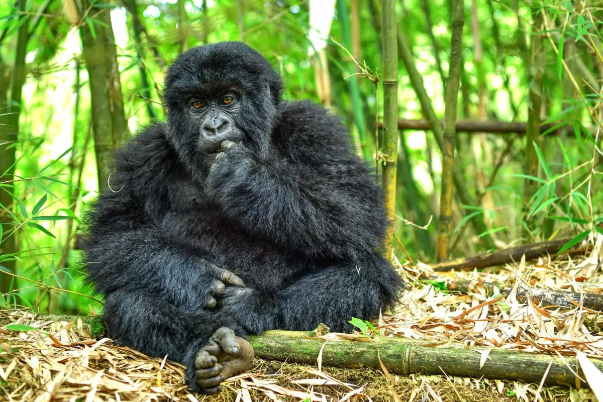 Rwanda Safaris – Luxury Rwanda Tour Packages Rwanda Safaris - Luxury Rwanda Tour Packages