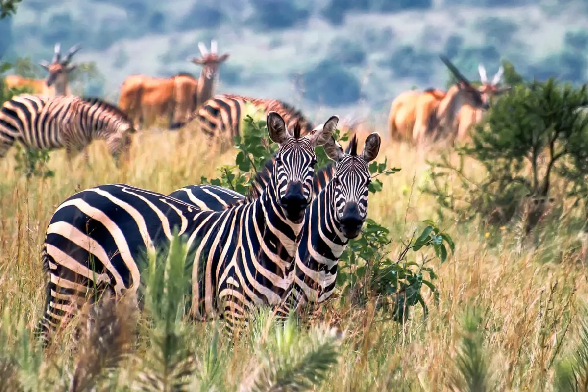Rwanda Safaris – Luxury Rwanda Tour Packages Rwanda Safaris - Luxury Rwanda Tour Packages