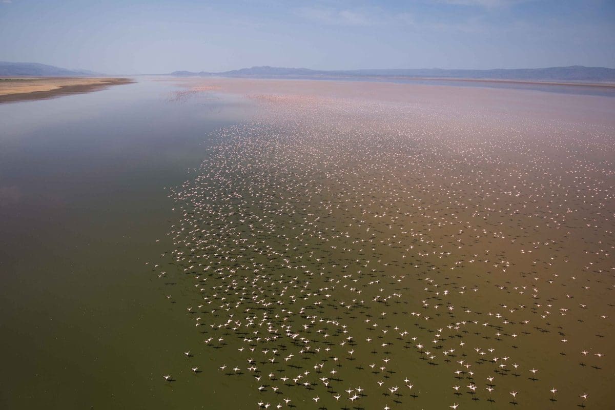 Lake Logipi - Flamingos - Best Northern Kenya Advetures 2024