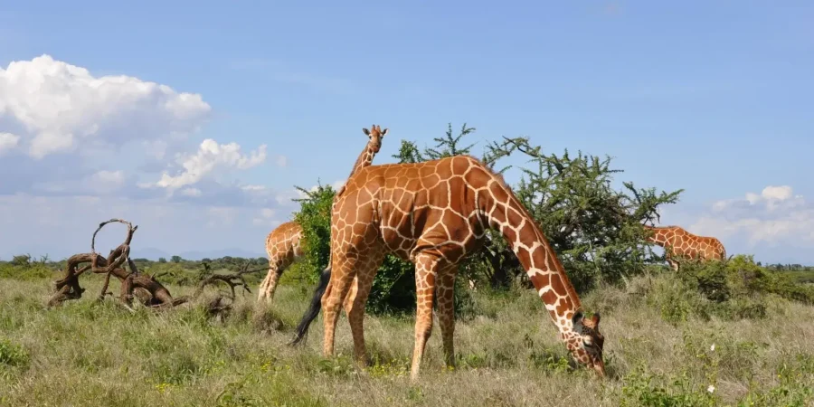 Il Ngwesi Community Conservancy Il Ngwesi Community Conservancy