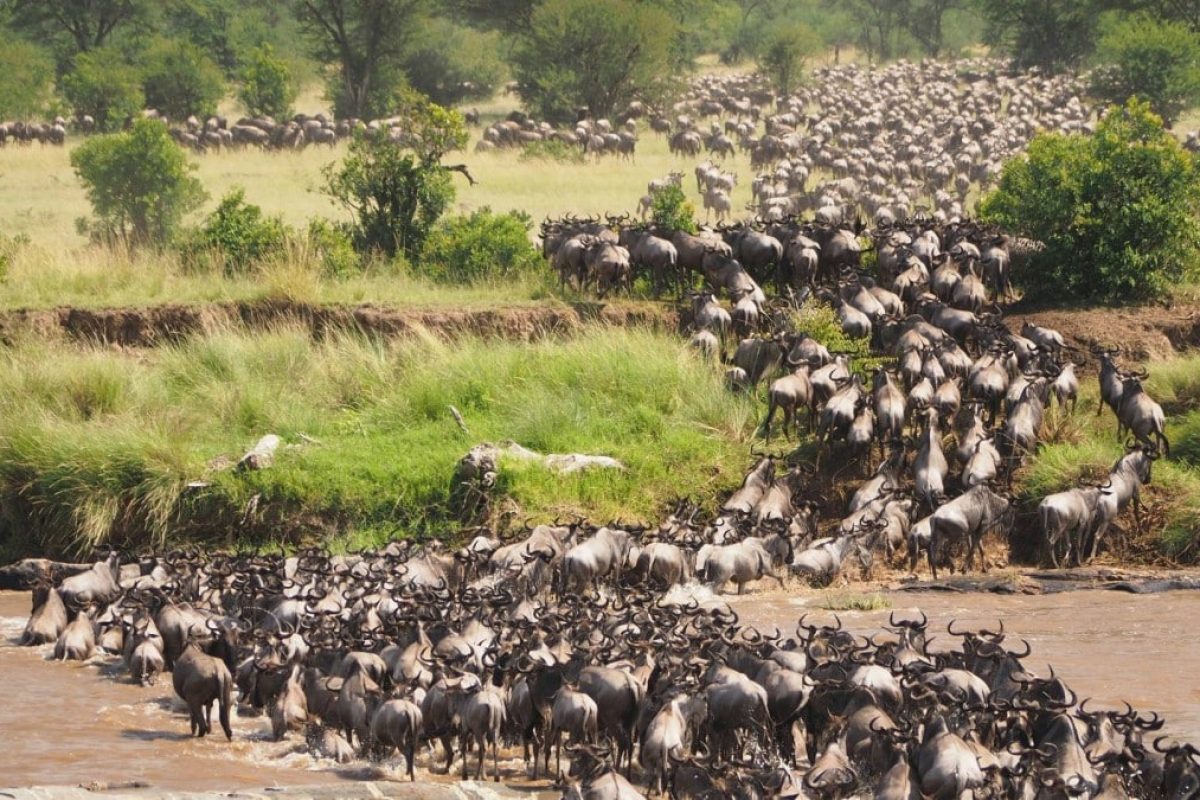 Kenya and Tanzania Safaris - Luxury African Safaris - Cheetah Safaris