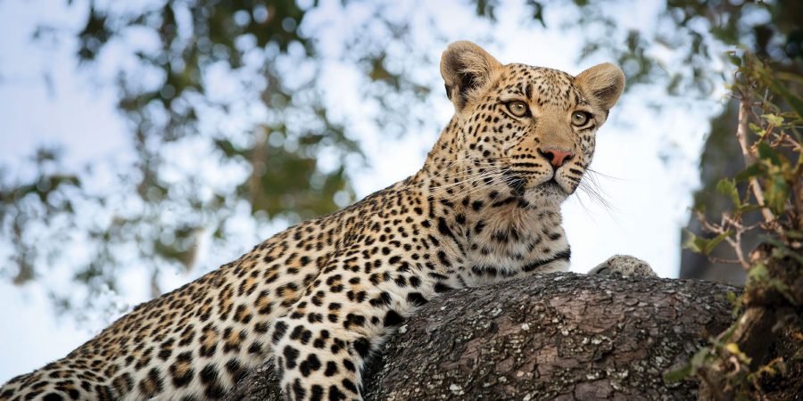 Moremi Game Reserve Moremi Game Reserve