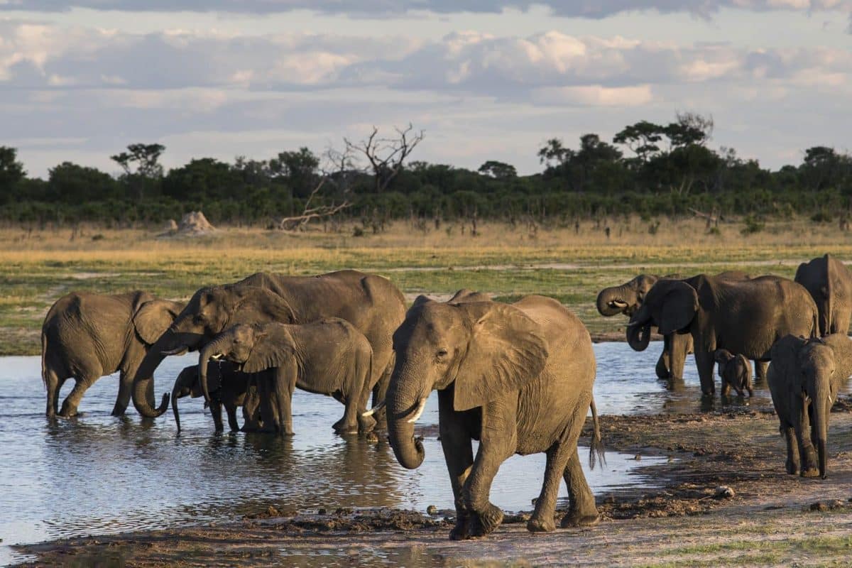 Luxury African Safaris - Zimbabwe Safaris - Game Drives - Cheetah Safaris