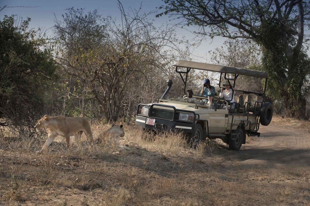 Luxury African Safaris - Zimbabwe Safaris - Game Drives Lions - Cheetah Safaris