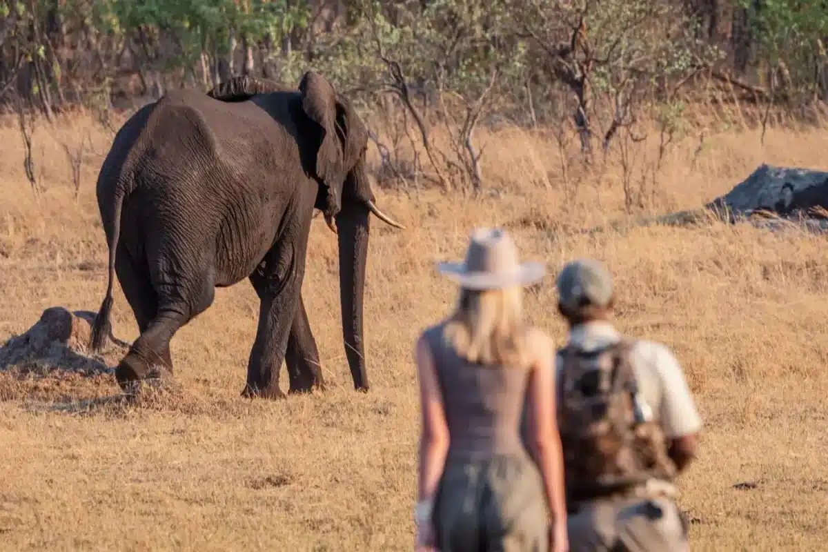 Luxury African Safaris - Zimbabwe Safaris - Walking Safaris - Cheetah Safaris