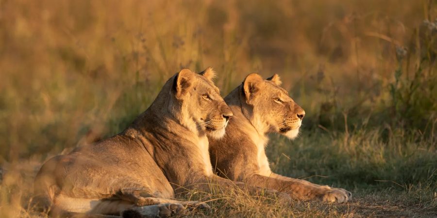 Luxury South Africa Safaris - African Safaris - Lions - Cheetah Safaris