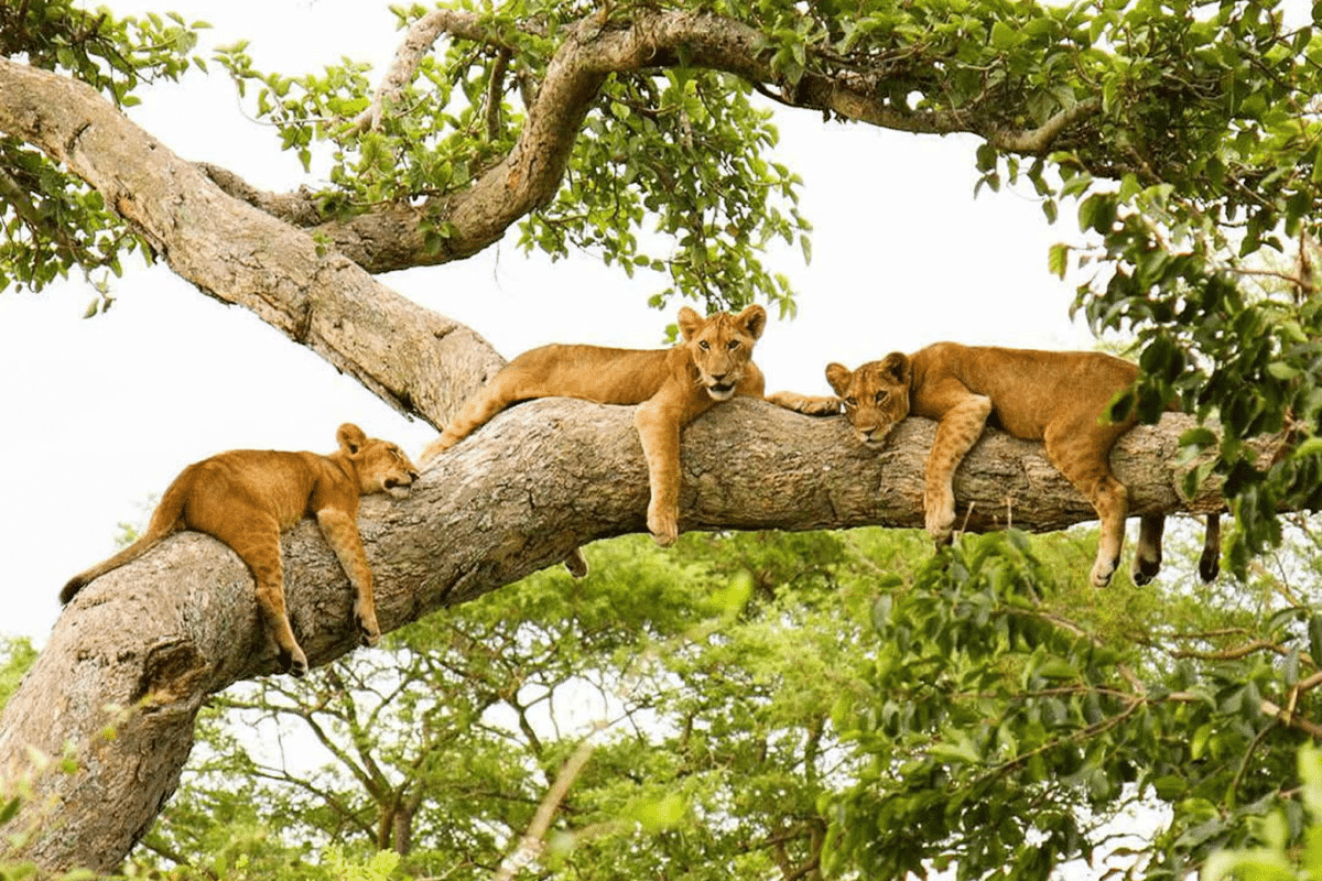 Luxury Uganda Safaris - African Safaris - Queen Elizabeth Lions - Cheetah Safaris