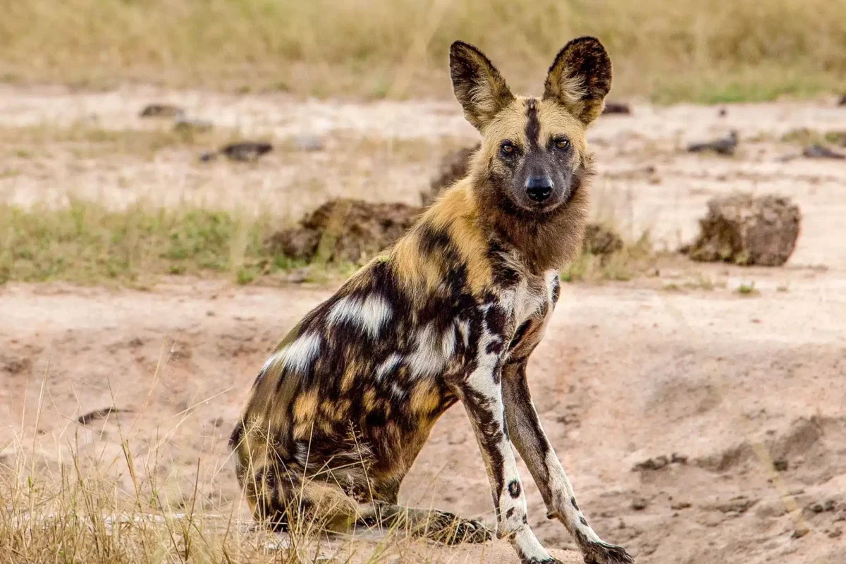 Luxury Zambia Safaris - South Luangwa National Park - African Safaris - Cheetah Safaris