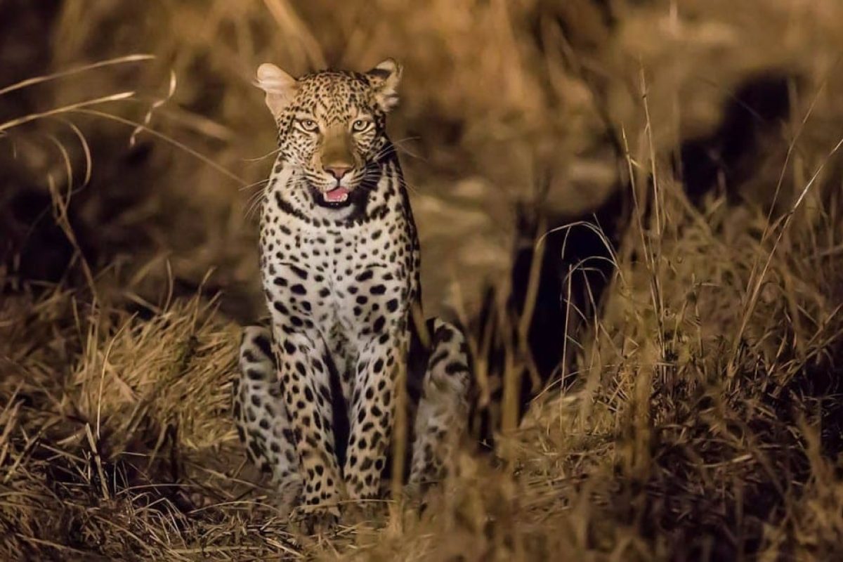 Luxury Zambia Safaris - South Luangwa National Park - African Safaris - Cheetah Safaris