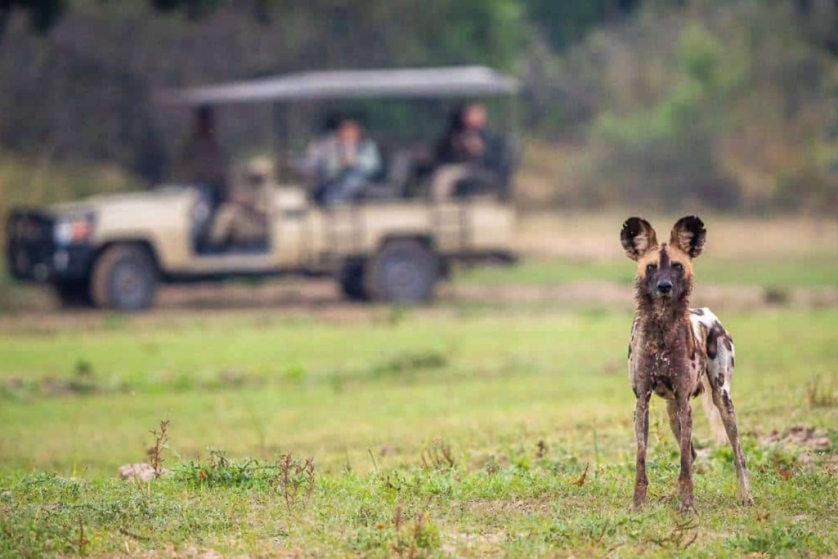 Luxury Zambia Safaris - South Luangwa National Park - African Safaris - Cheetah Safaris