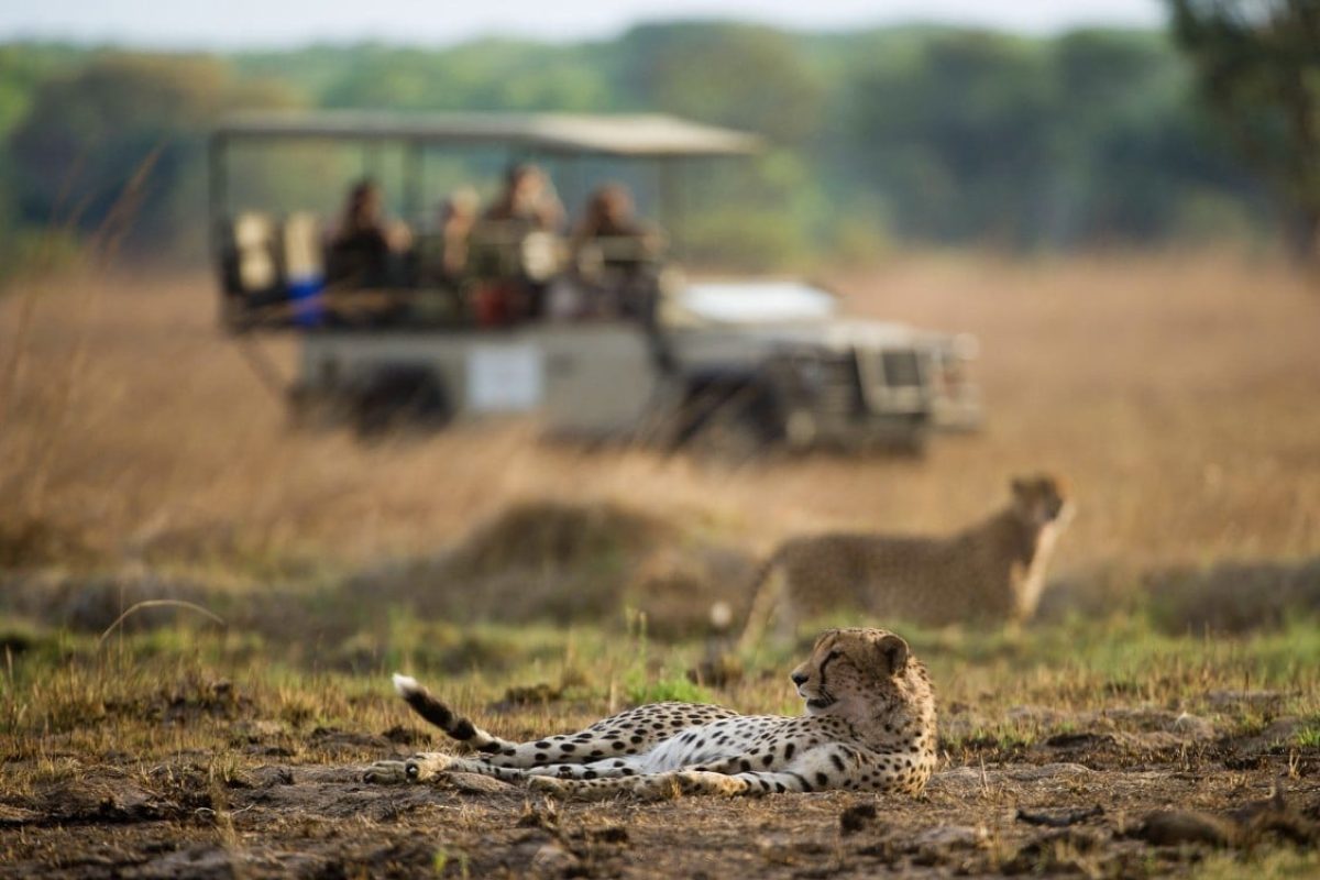 Luxury Zambia Safaris - South Luangwa National Park - African Safaris - Cheetah Safaris