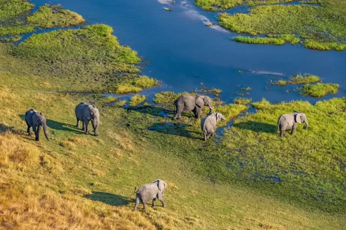 Luxury Botswana Safaris - Luxury African Safaris - Cheetah Safaris