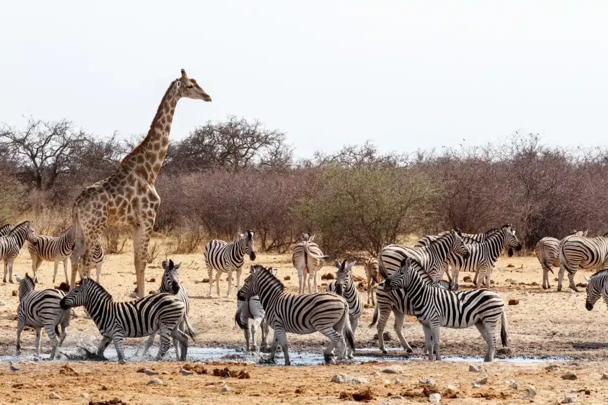 Namibia National Parks - Etosha - Cheetah Safaris