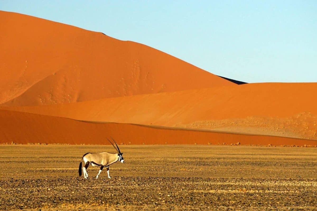 Namibia National Parks - Namib - Naukluft - Cheetah Safaris