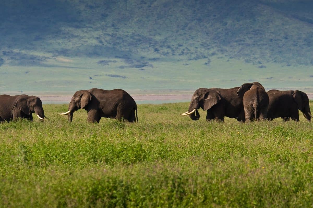 Ngorongoro Safaris - Tanzania Safaris - Elephants - Cheetah Safaris
