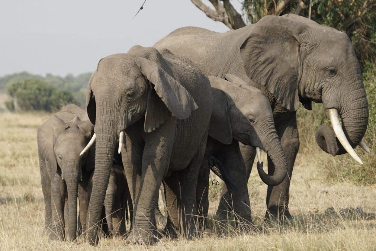 Queen Elizabeth National Park - Uganda Safaris - Uganda National Parks - Cheetah Safaris