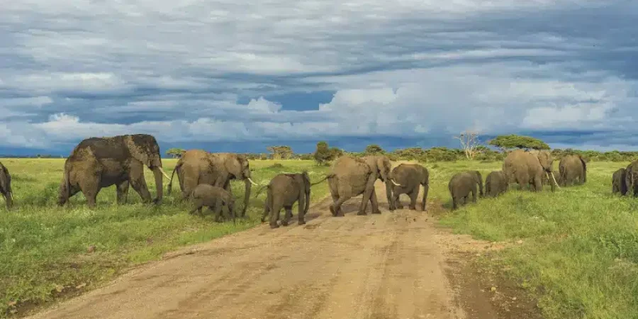 Safaris in February - Where to visit in Africa in February - Cheetah Safaris