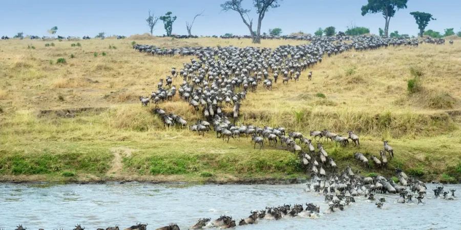 Safaris in July - Where to visit in Africa in July - Cheetah Safaris