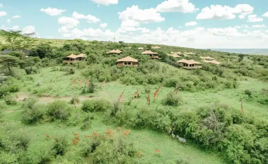 Serengeti Roving Bushtops