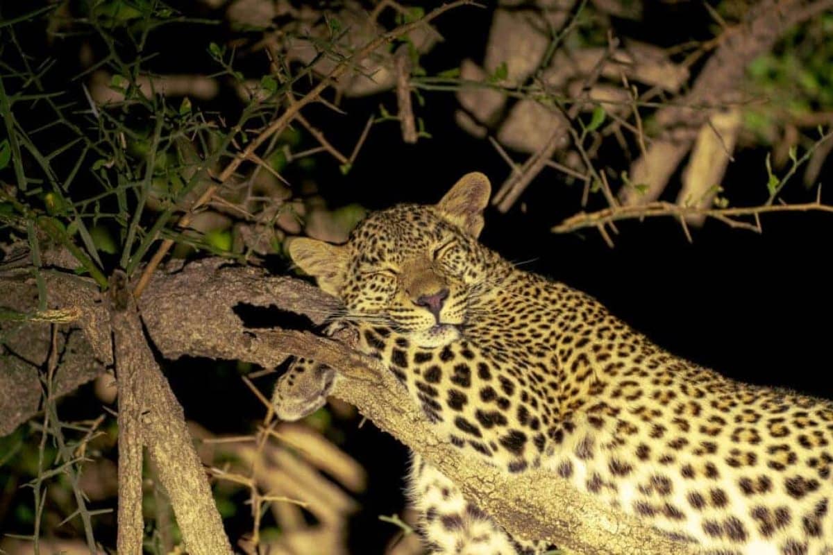 Sleepingleopard-1024x682