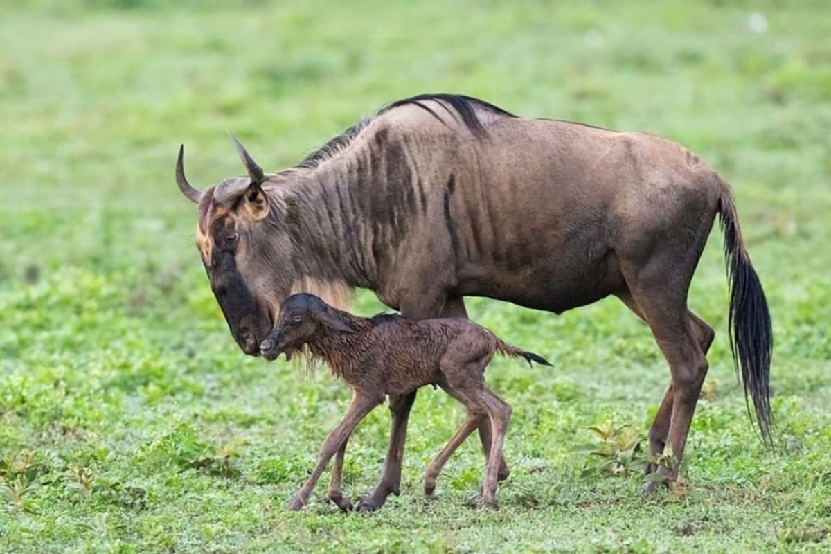 Tanzania Safaris in February - Best Time to Visit Tanzania - Cheetah Safaris