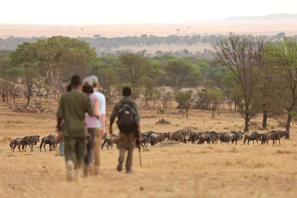 Walking Safari in Serengeti Tanzania - African Safari Activities - Cheetah Safaris