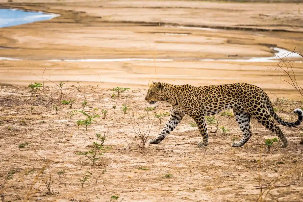 Zambia National Park - South Luangwa - Cheetah Safaris