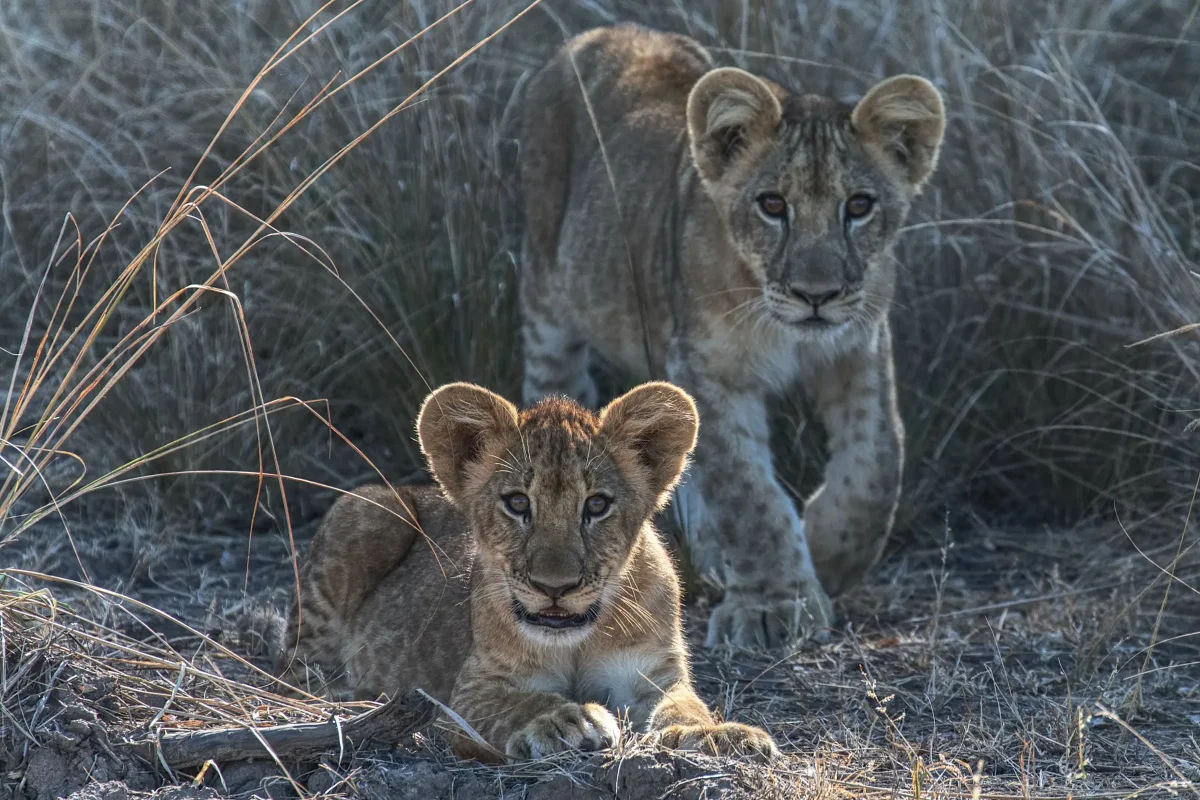 Luxury Zambia Safaris Luxury Zambia Safaris