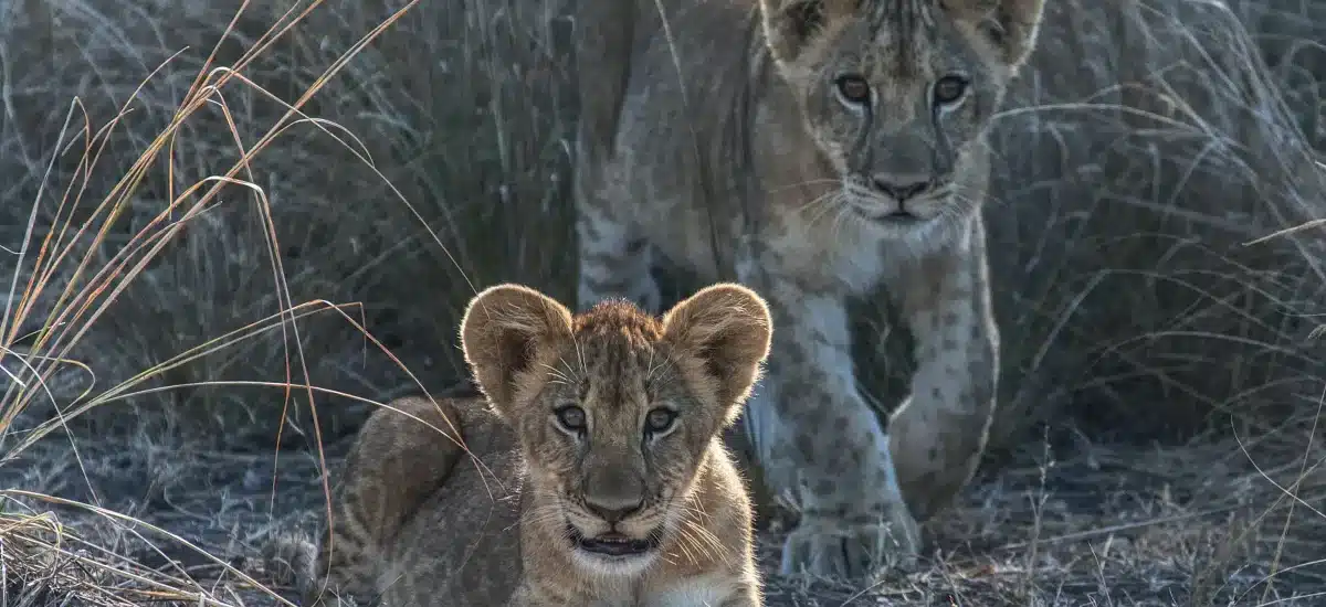 Luxury Zambia Safaris