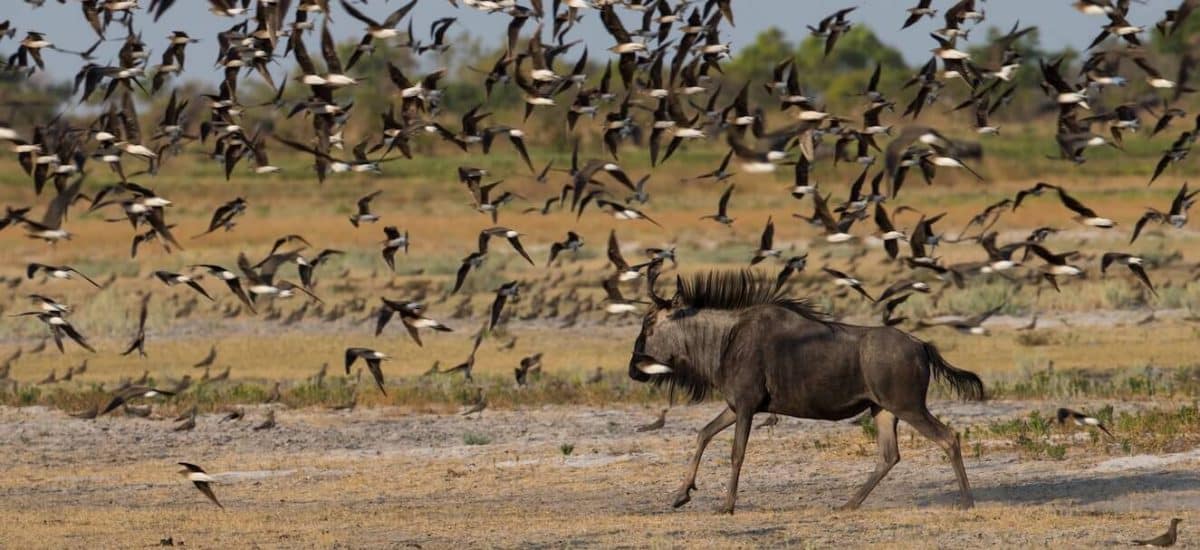 Zambia_LiuwaPlains_NormanCarrSafaris_KingLewanika_Wildlife_Wildebeest2-1