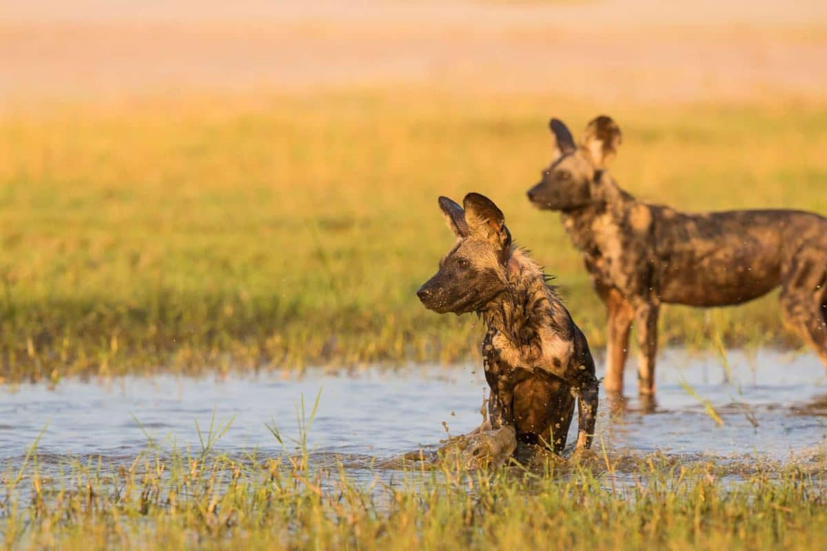 Zimbabwe National Parks - Hwange - Cheetah Safaris