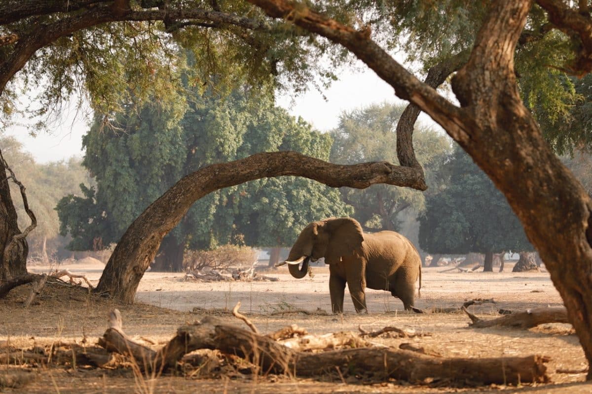 Zimbabwe National Parks - Mana Pools - Cheetah Safaris