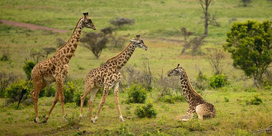 Arusha National Park Arusha National Park