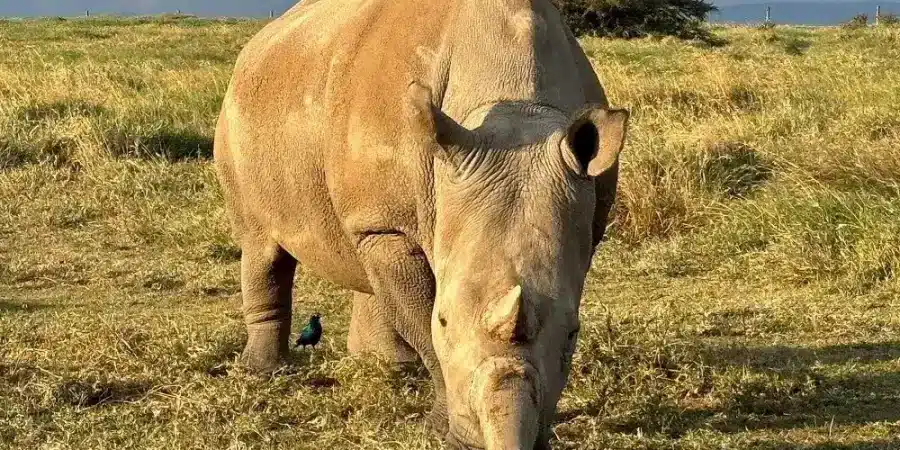 Ol Pejeta Conservancy