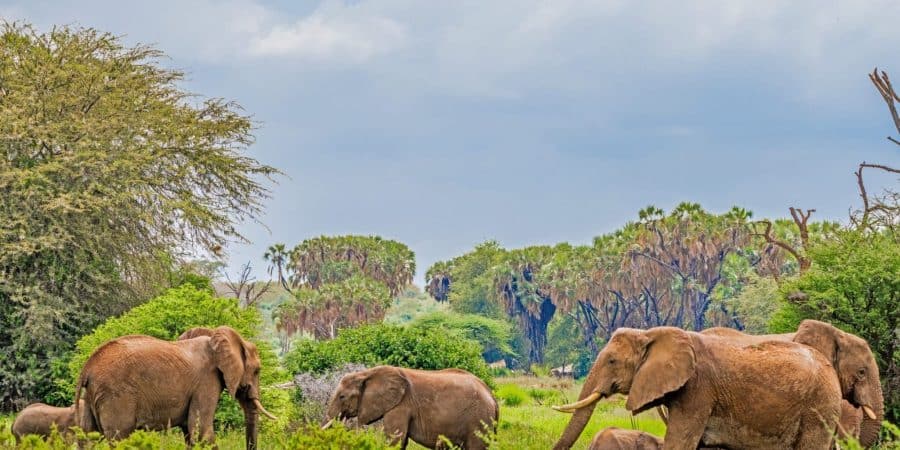 Samburu National Reserve - Samburu Safaris
