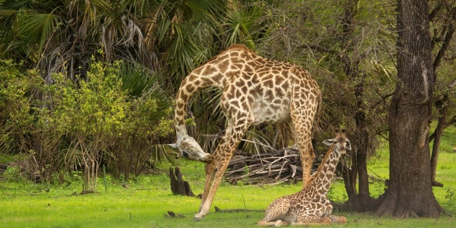 Nyerere National Park