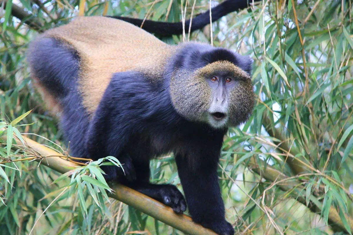 Rwanda Safaris – Luxury Rwanda Tour Packages Rwanda Safaris - Luxury Rwanda Tour Packages