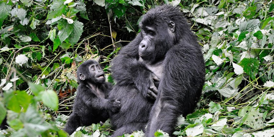 Bwindi Impenetrable National Park Bwindi Impenetrable National Park