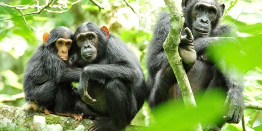 CREATOR: gd-jpeg v1.0 (using IJG JPEG v62), quality = 60 Kibale National Park